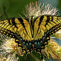Eastern Tiger Swallowtail Butterfly 