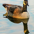 Reflection of the Goose